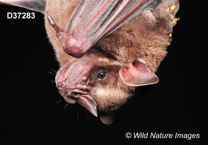 Artibeus lituratus, Great Fruit-eating Bat